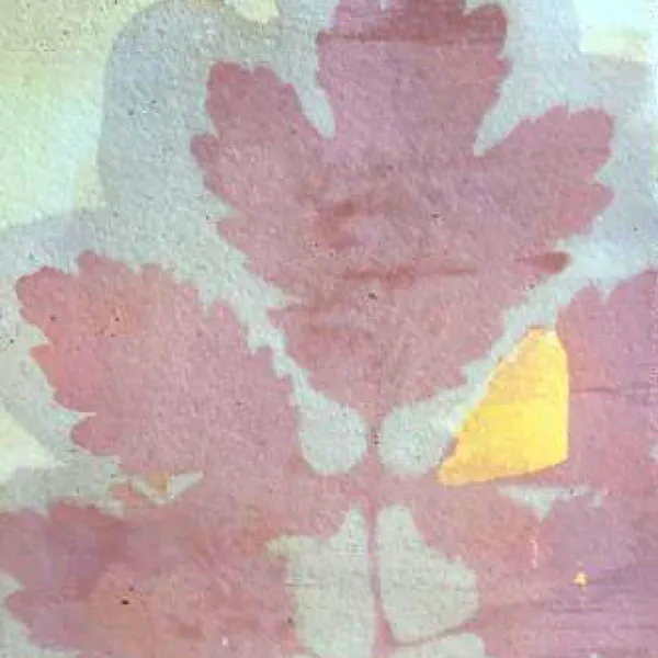 Visuel exploration encre vegetales